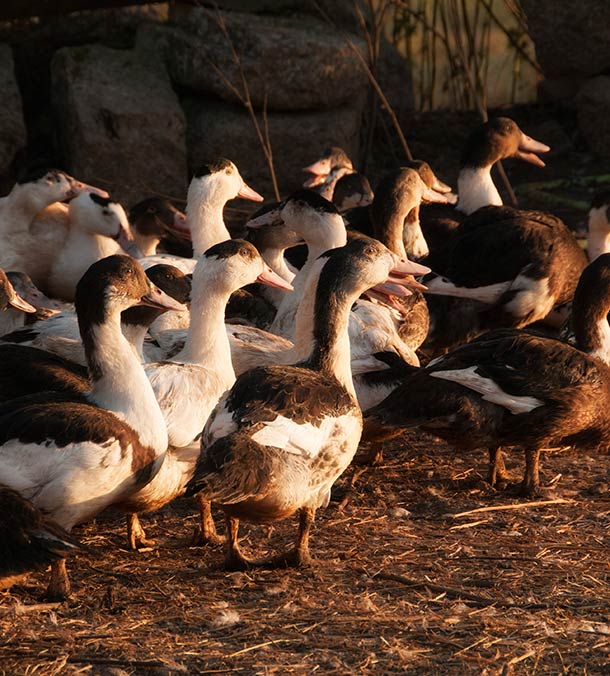 Notre savoir-faire : Éloge de la lenteur avec les Foies gras Laborde
